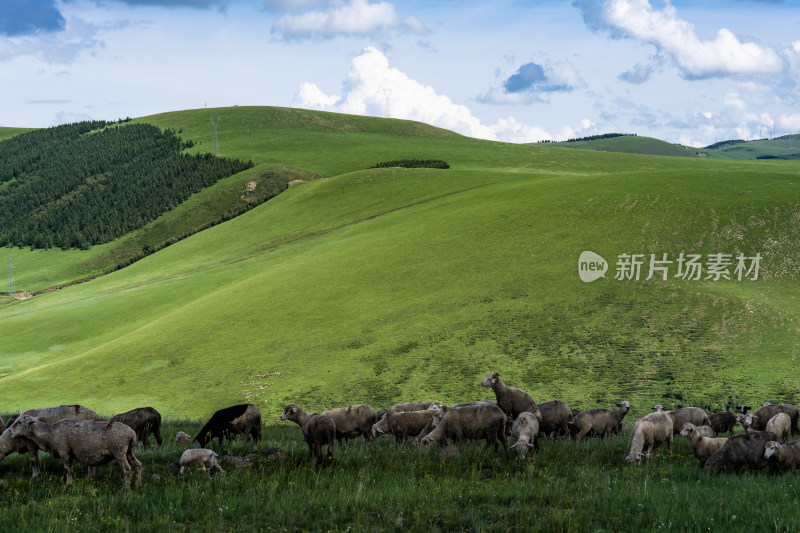 蓝天白云下的沙漠与绿植自然景观