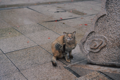 苏州西园寺的猫