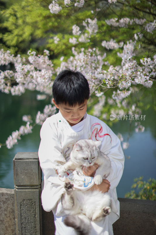穿着汉服的小男孩和宠物猫 赏花 樱花
