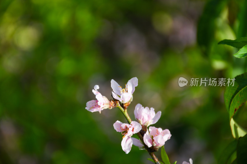 春意盎然的桃花枝