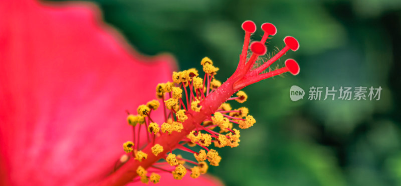 朱槿花的花头特写