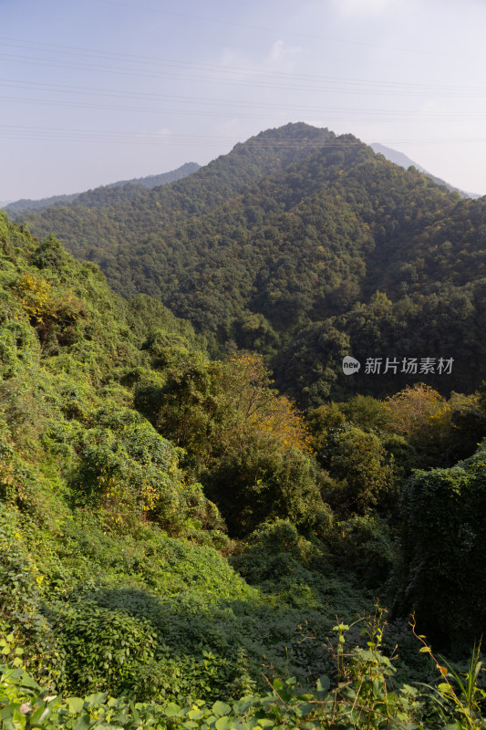 绿意盎然的茂密山林风景