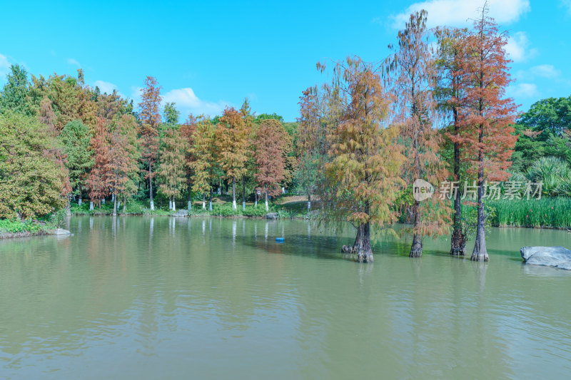 广州海珠湖公园湖泊落羽杉红叶自然风光