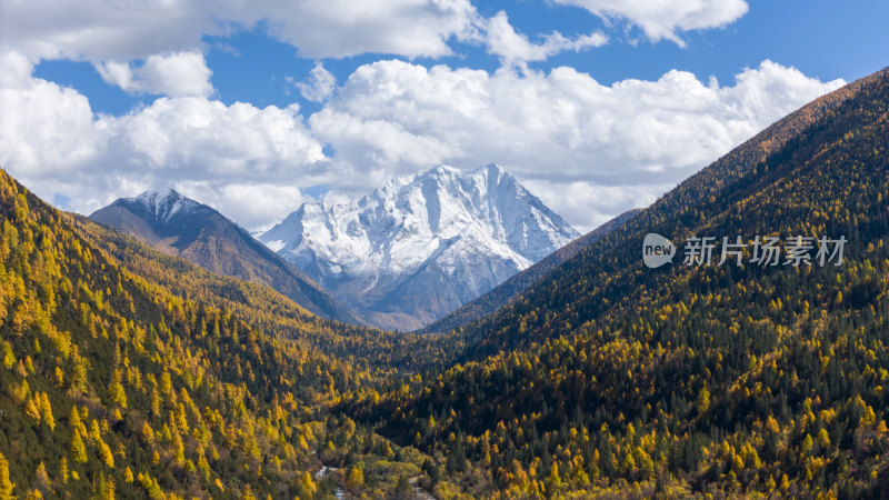 雅拉雪山秋天杉树松树彩林秋景