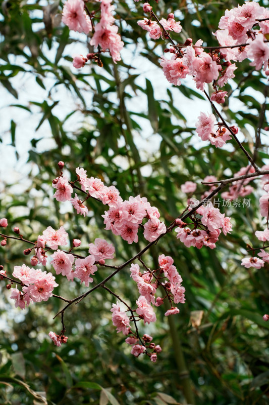 北京玉渊潭公园樱花节樱花