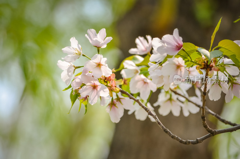 春天盛开樱花特写