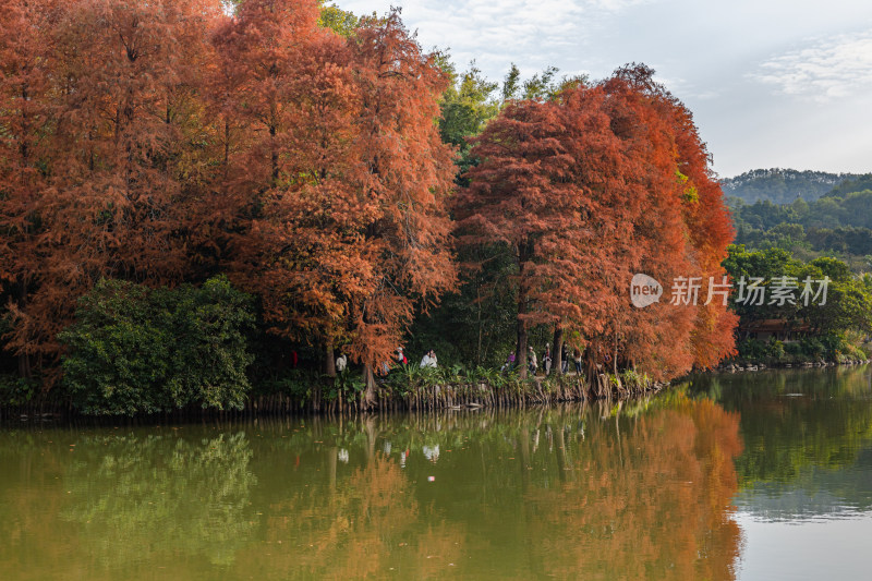 深圳仙湖植物园水杉林秋色