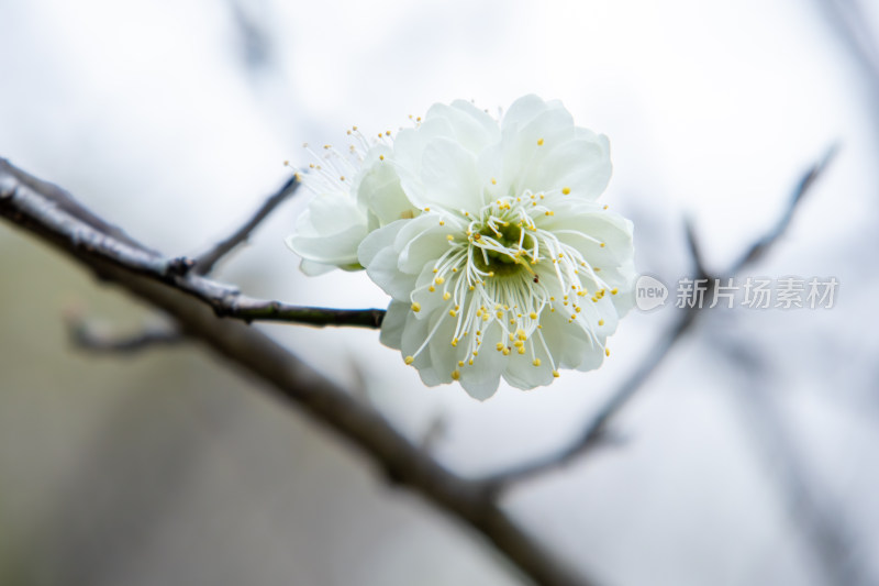 春天枝头绽放的洁白梅花