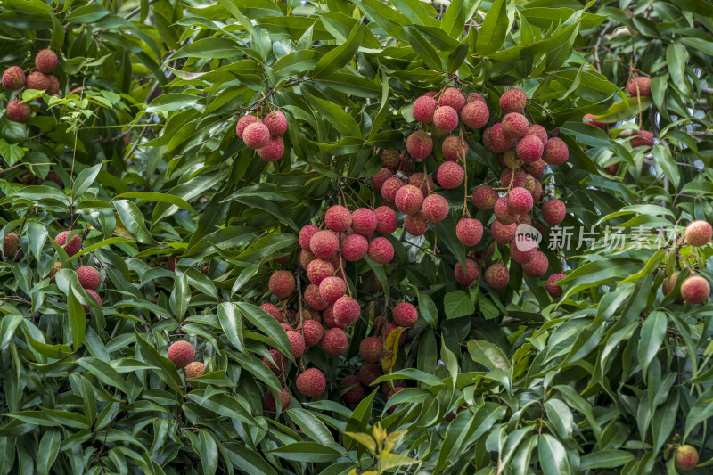 热带水果荔枝熟了挂满枝头