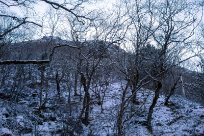 冬日雪景山林