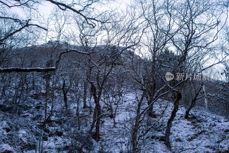 冬日雪景山林