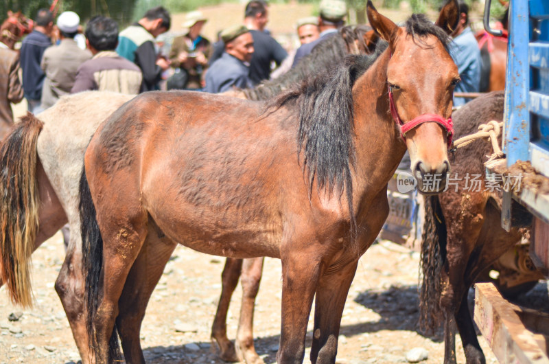 新疆喀什牛羊大巴扎农贸市场马匹