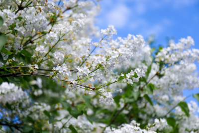 白色丁香花