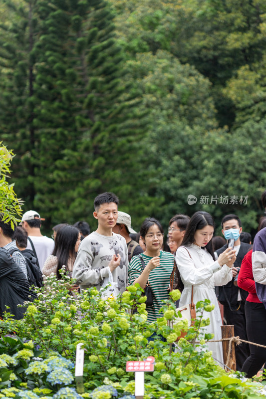 深圳仙湖植物园花展