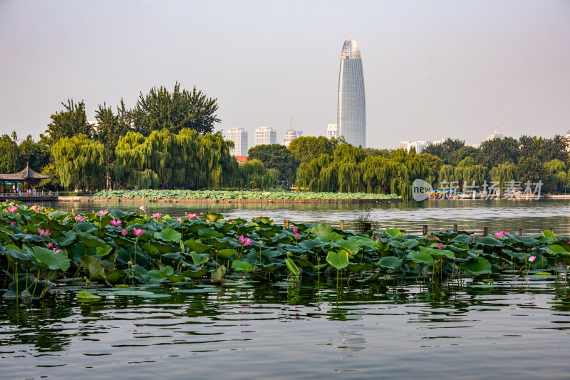 山东济南大明湖风景区夏日荷花景点景观