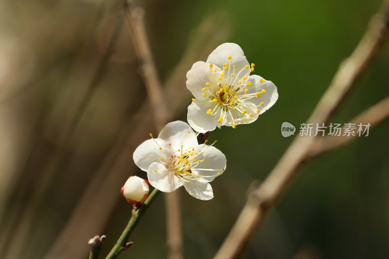 广州白云山的梅花