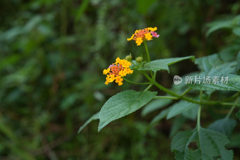 听说这野花有毒