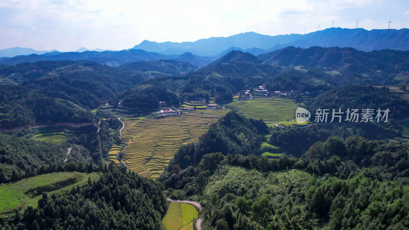 高山梯田秋收金黄稻田航拍