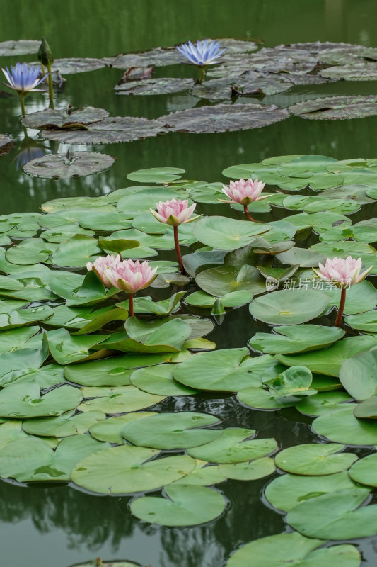 北京国家植物园睡莲