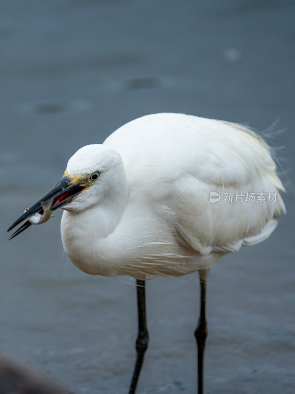 白鹭嘴里叼鱼特写