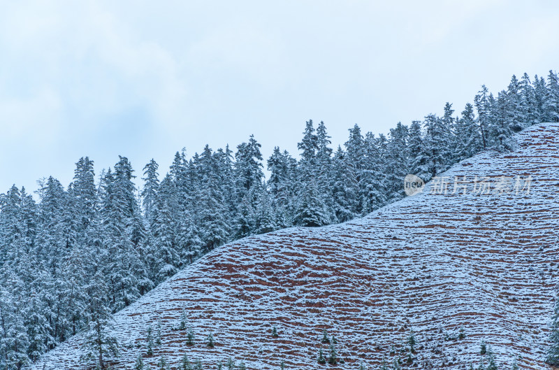 青海祁连卓尔山树林自然唯美雪景风光