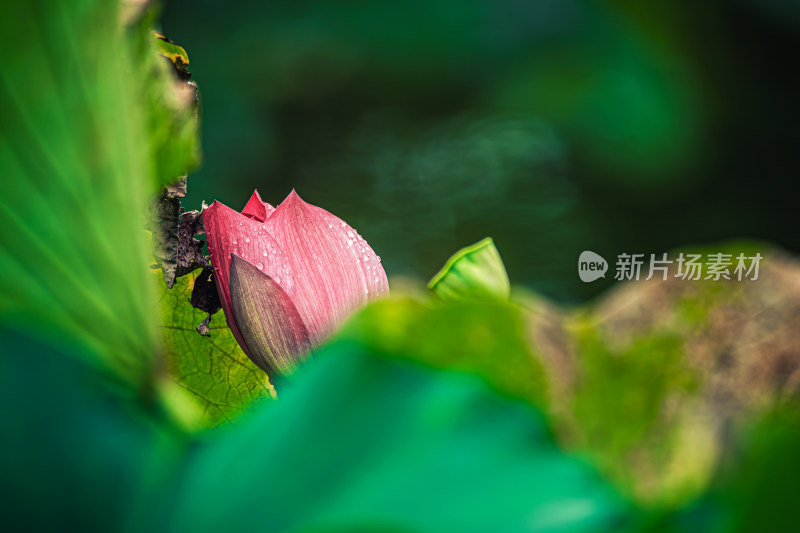 夏天的荷花