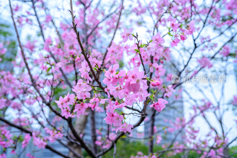 盛开的粉色樱花枝条