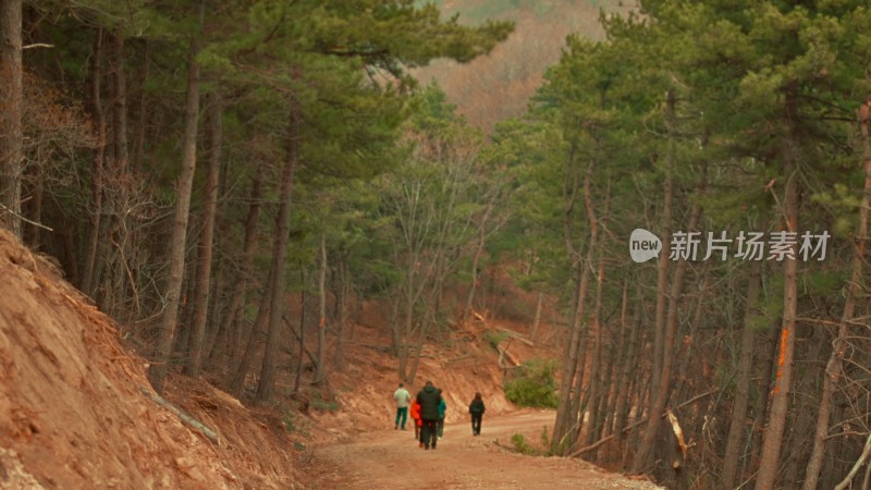 行人穿行山脚下的松林间的道路上