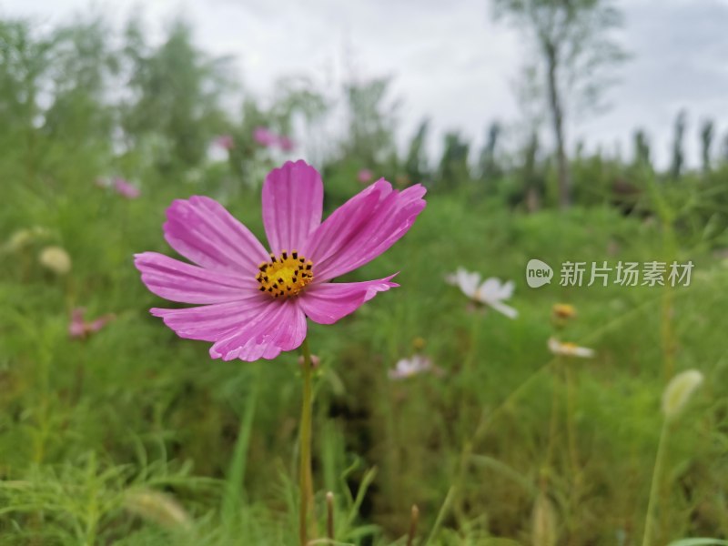 一朵娇艳的粉色格桑花特写