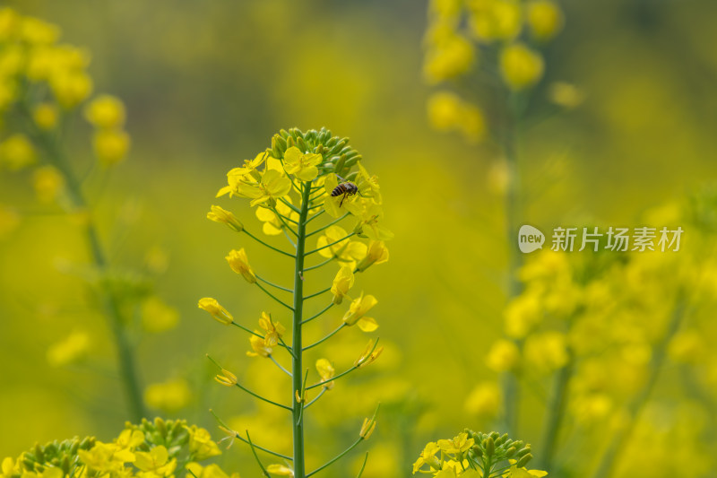 春天油菜花盛开