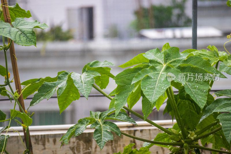 下雨后的木瓜树叶子挂着水滴