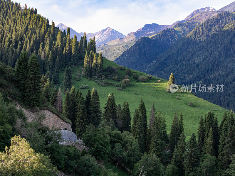 夏天新疆伊犁草原森林的大自然风景