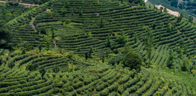 茶叶茶山茶艺茶园采茶茶红茶绿茶春茶茶叶茶