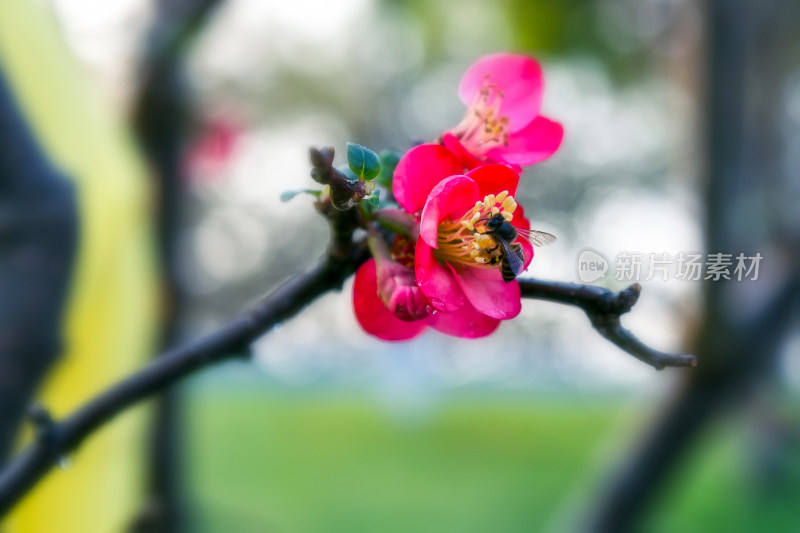 梅园蜜蜂恋花春意浓