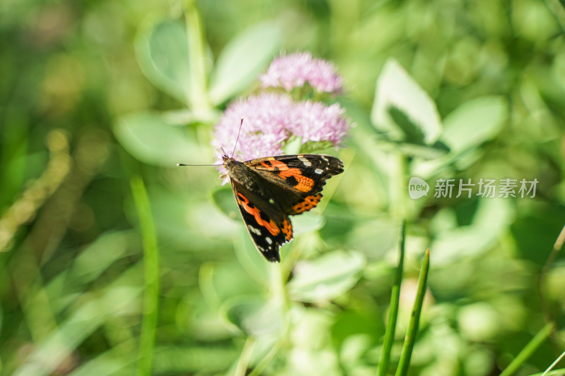 赤蛱蝶在草丛中