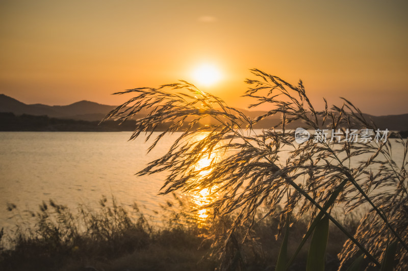 夕阳下河边芦苇荡自然风景