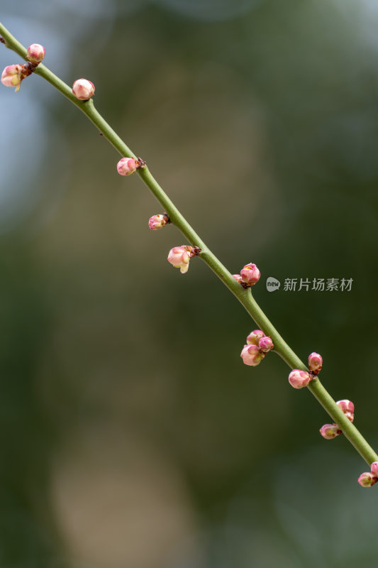 枝头粉色花苞特写