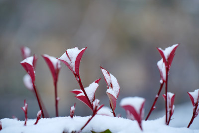 植物上的积雪素材