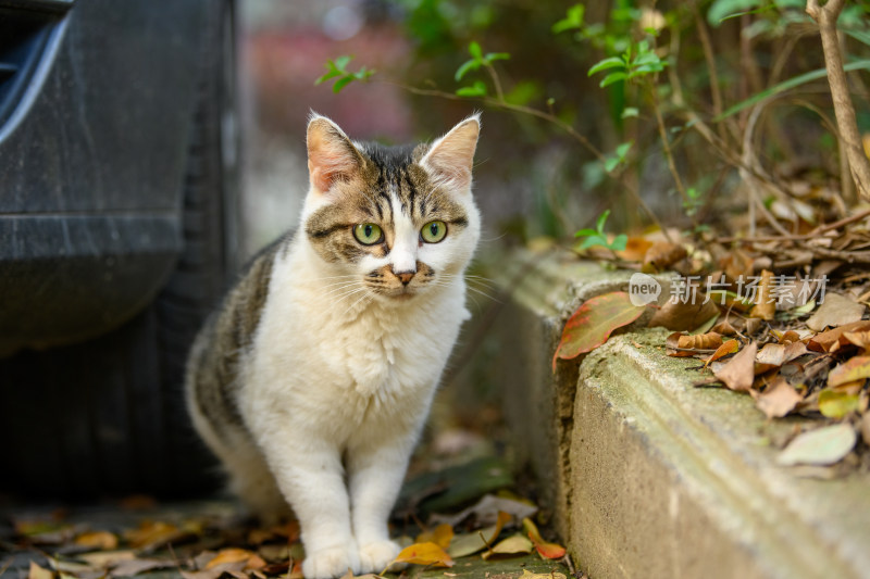 一只蹲在花坛边上的狸花猫