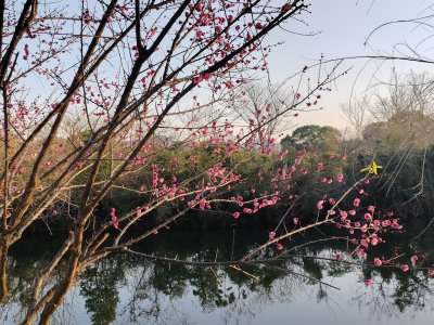 水边盛开的梅花树近景