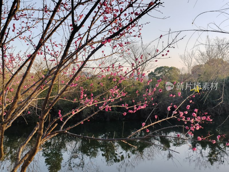 水边盛开的梅花树近景