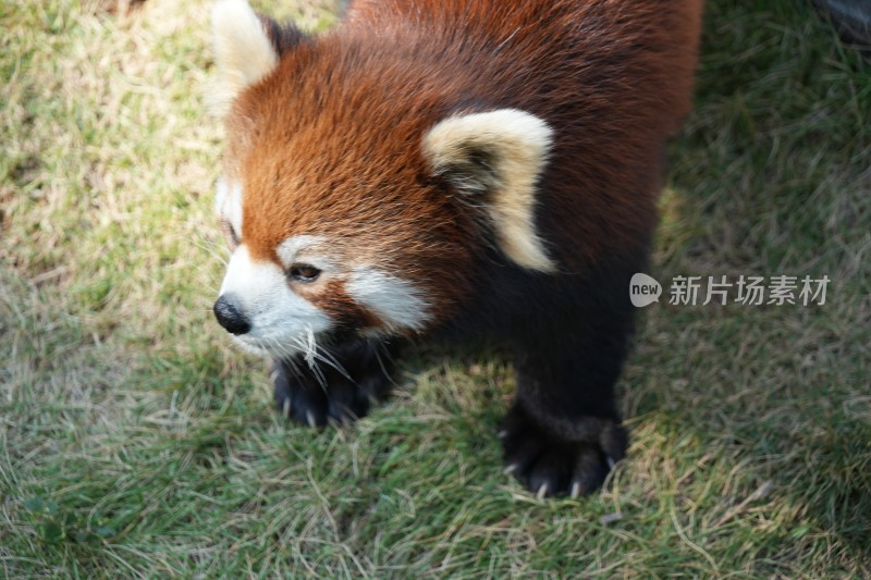 小熊猫近景特写