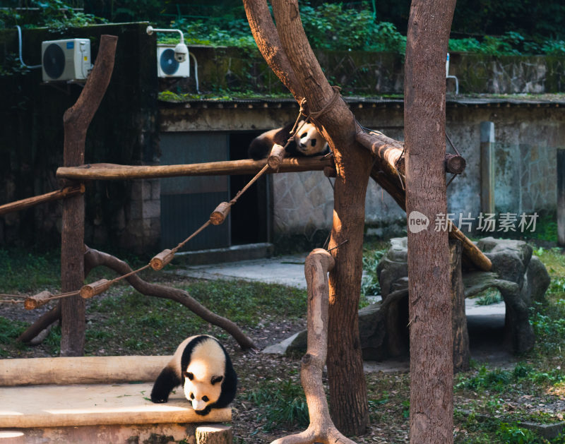 重庆动物园的熊猫