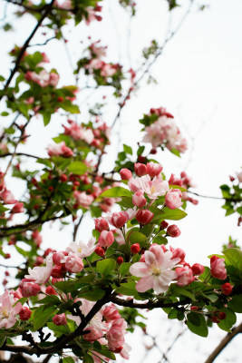 北京元大都公园海堂节海棠