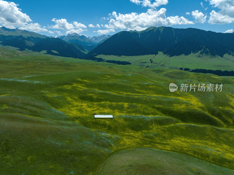 新疆北疆伊犁喀纳峻大草原鲜花台高空航拍