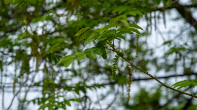 春季绿植素材