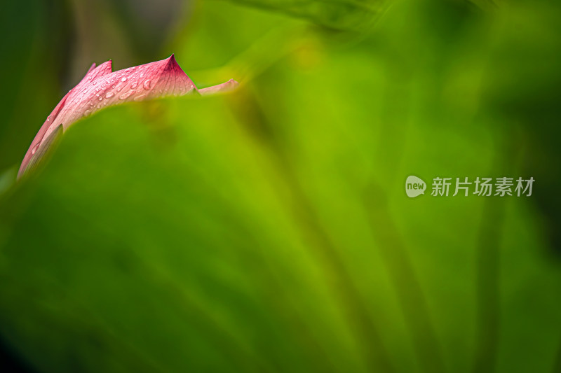 雨后荷花上的水珠