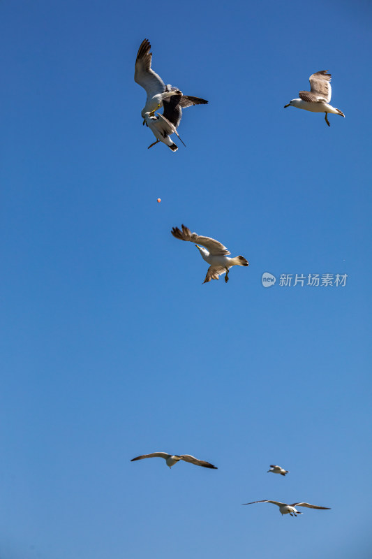 山东威海海天之间飞翔的海鸥