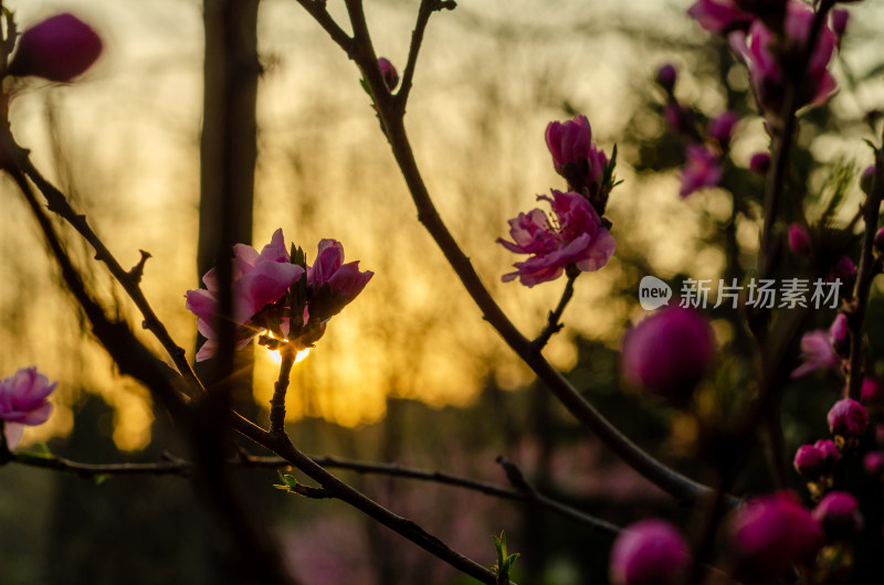 夕阳中盛开的红色玉兰花