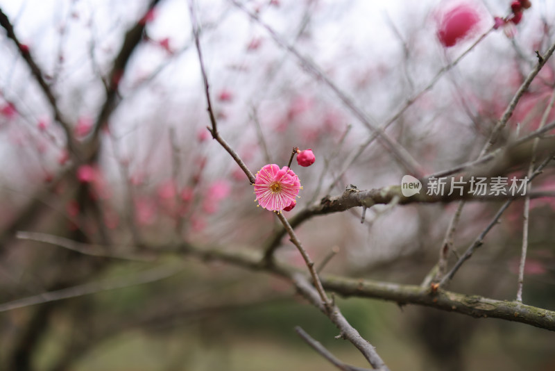 一片红色梅花